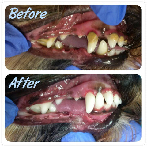 Cactuz™ Dog Toothbrush (FDA-Approved)